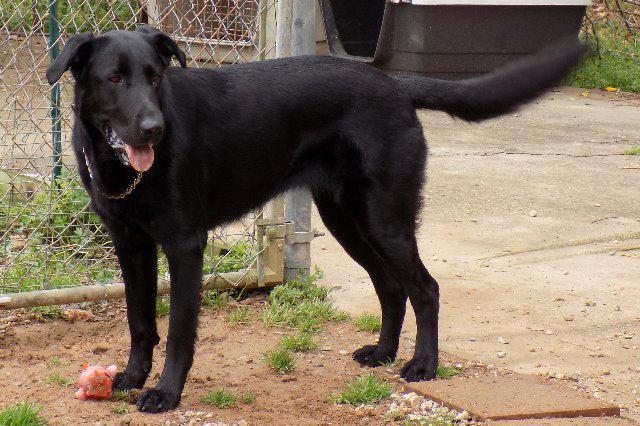 Enlarge Mia, a Adoptable mixed breed in Jemison, AL image 2/4