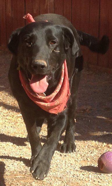 Enlarge Mia, a Adoptable mixed breed in Jemison, AL image 3/4