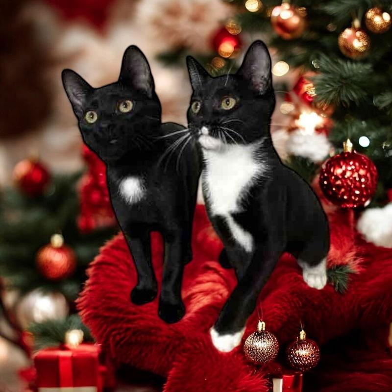 Ollee (must be adopted with Teedee), a Adoptable Domestic Short Hair in Walled Lake, MI image 1/3