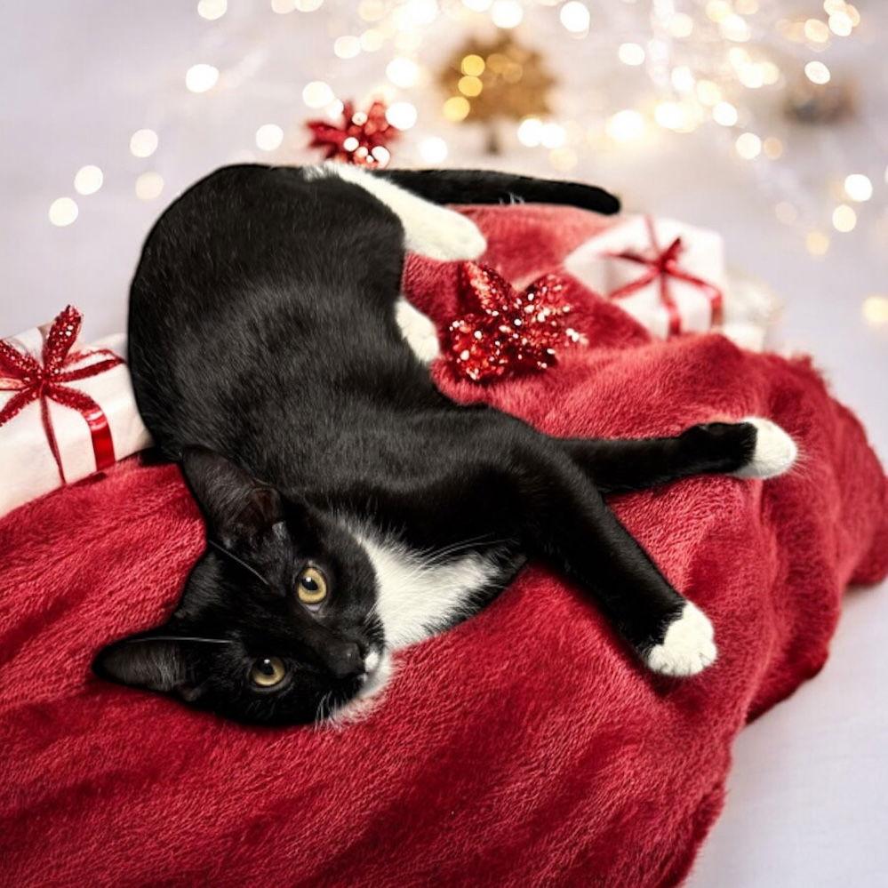 Ollee (must be adopted with Teedee), a Adoptable Domestic Short Hair in Walled Lake, MI image 2/3