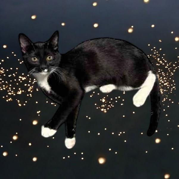 Ollee (must be adopted with Teedee), a Adoptable Domestic Short Hair in Walled Lake, MI image 3/3