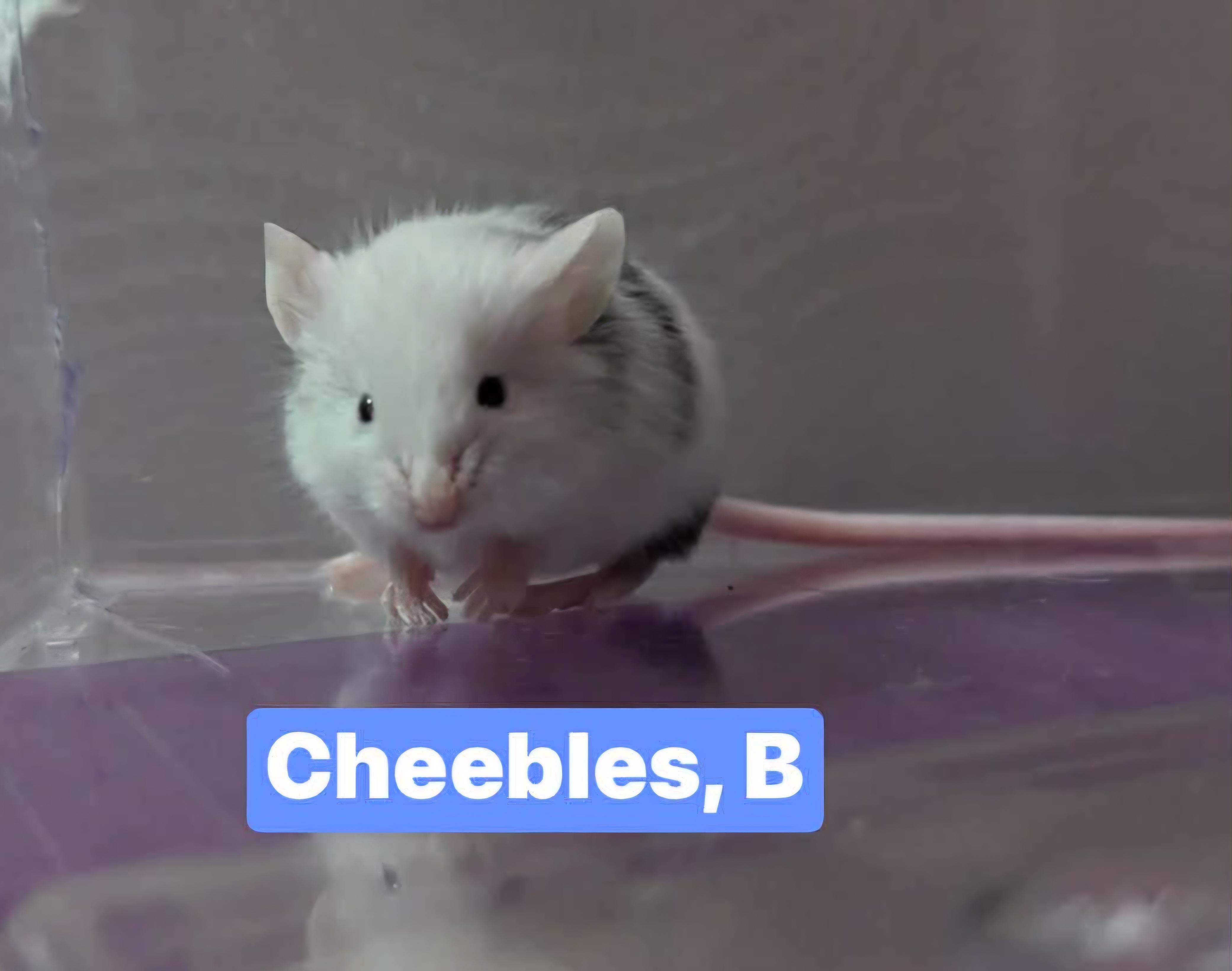 Enlarge Cheebles, a Adoptable Mouse in Flanders, NJ image 1/1