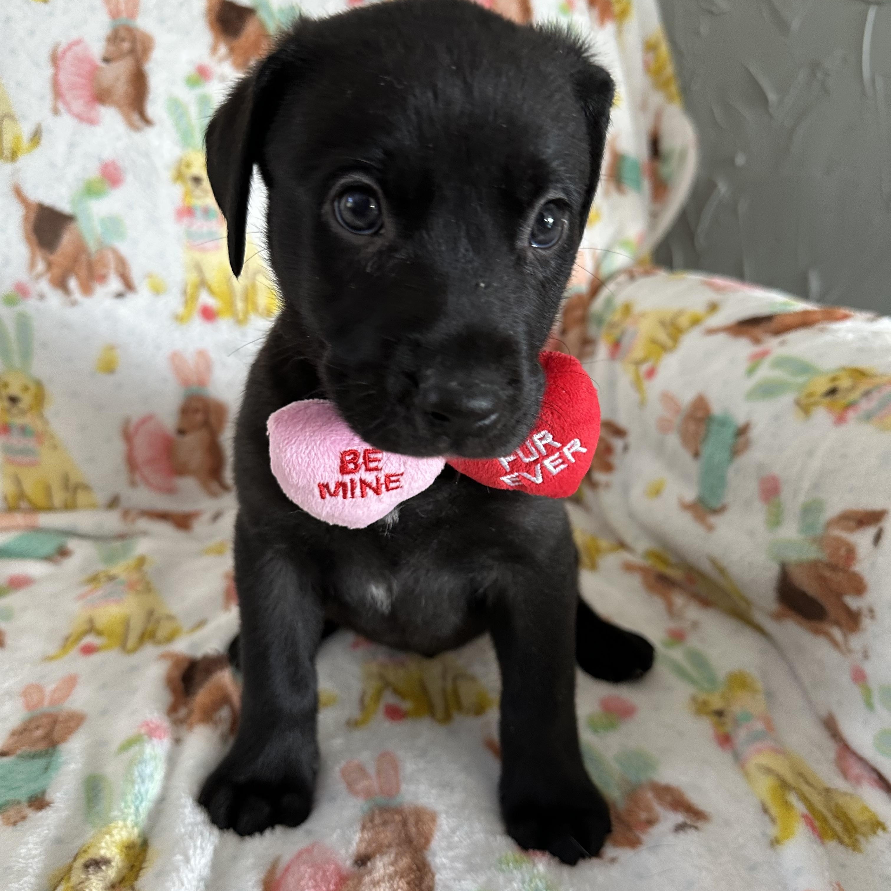 Enlarge Spritz, a Adoptable Mixed Breed in Iron River, MI image 1/3