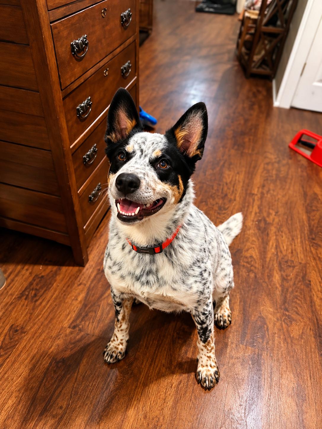 Enlarge Chief, a Adoptable Australian Cattle Dog / Blue Heeler in North Vernon, IN image 3/4