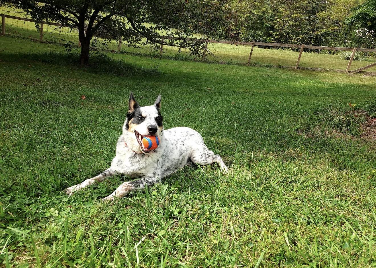Enlarge Chief, a Adoptable Australian Cattle Dog / Blue Heeler in North Vernon, IN image 4/4