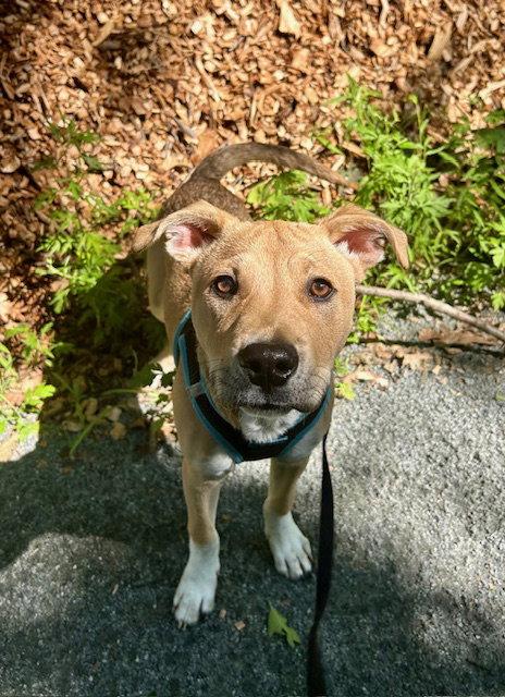 Enlarge Henry, a Adoptable Labrador Retriever in Lake Hopatcong, NJ image 1/3
