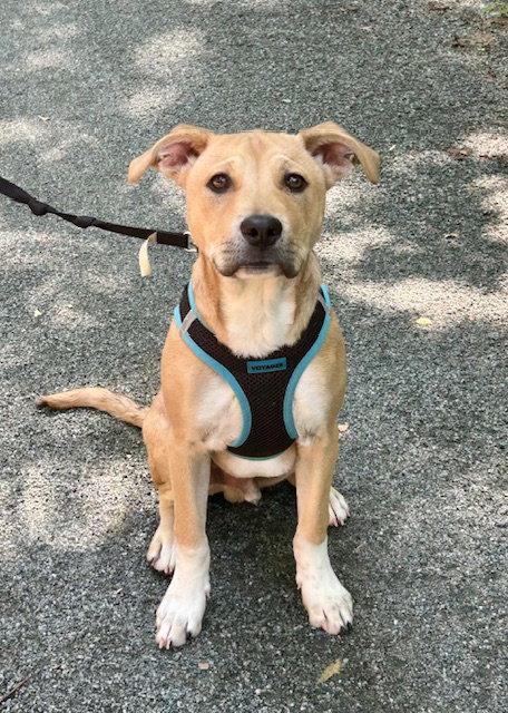 Enlarge Henry, a Adoptable Labrador Retriever in Lake Hopatcong, NJ image 2/3