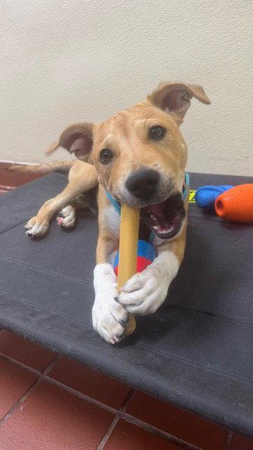 Enlarge Henry, a Adoptable Labrador Retriever in Lake Hopatcong, NJ image 3/3