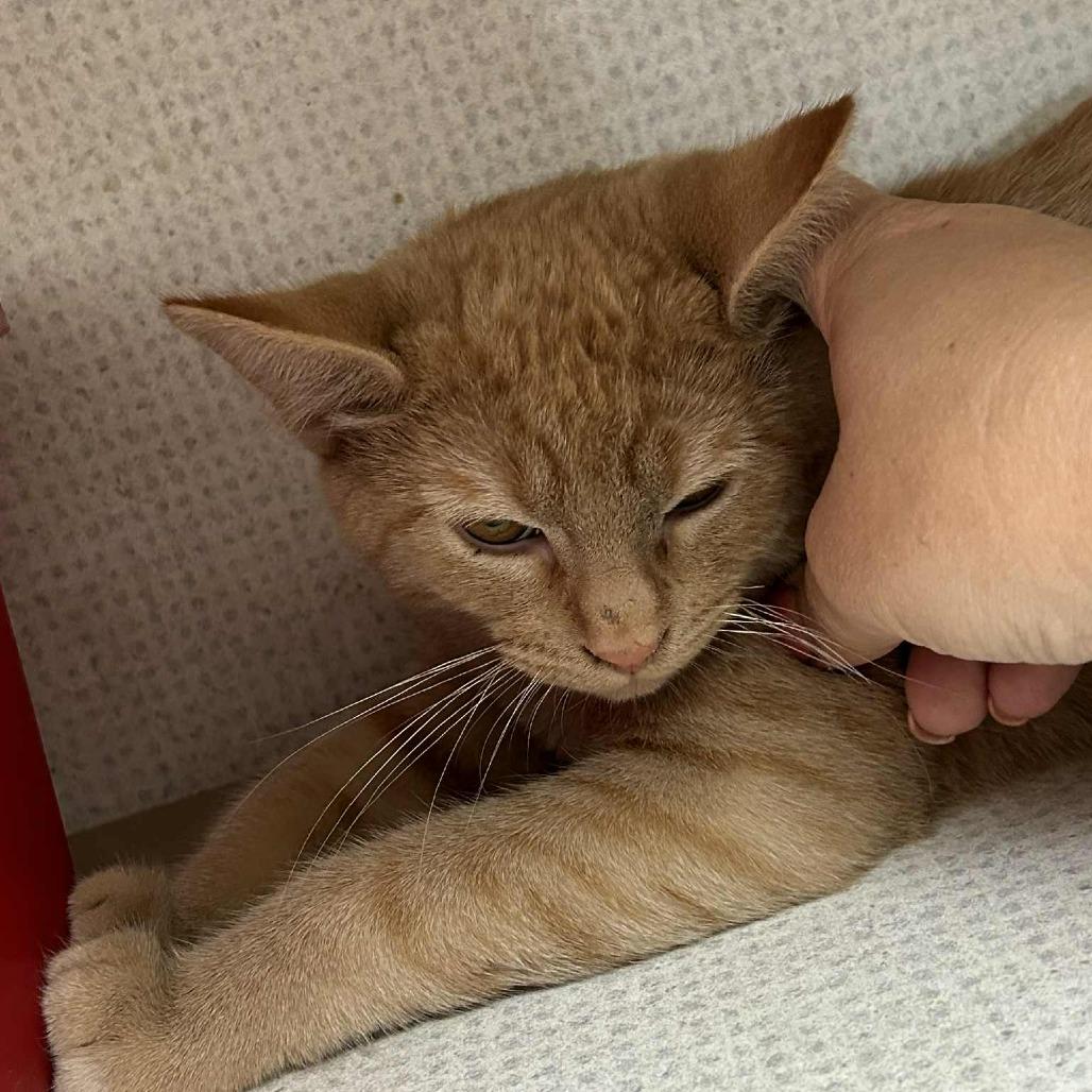 Napoleon Dynamite, Adoptable, Young Male Domestic Short Hair.