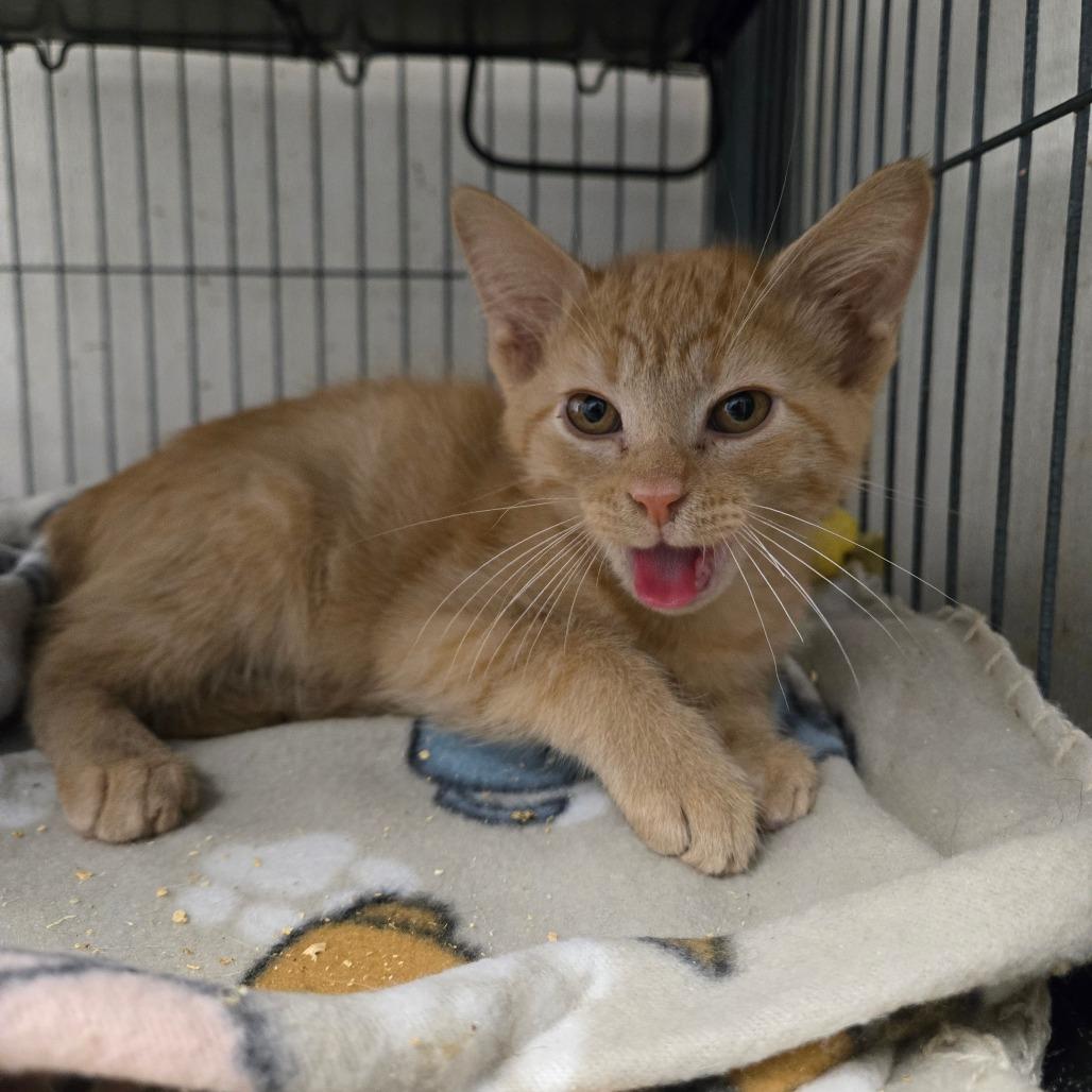 Napoleon Dynamite, Adoptable, Young Male Domestic Short Hair.