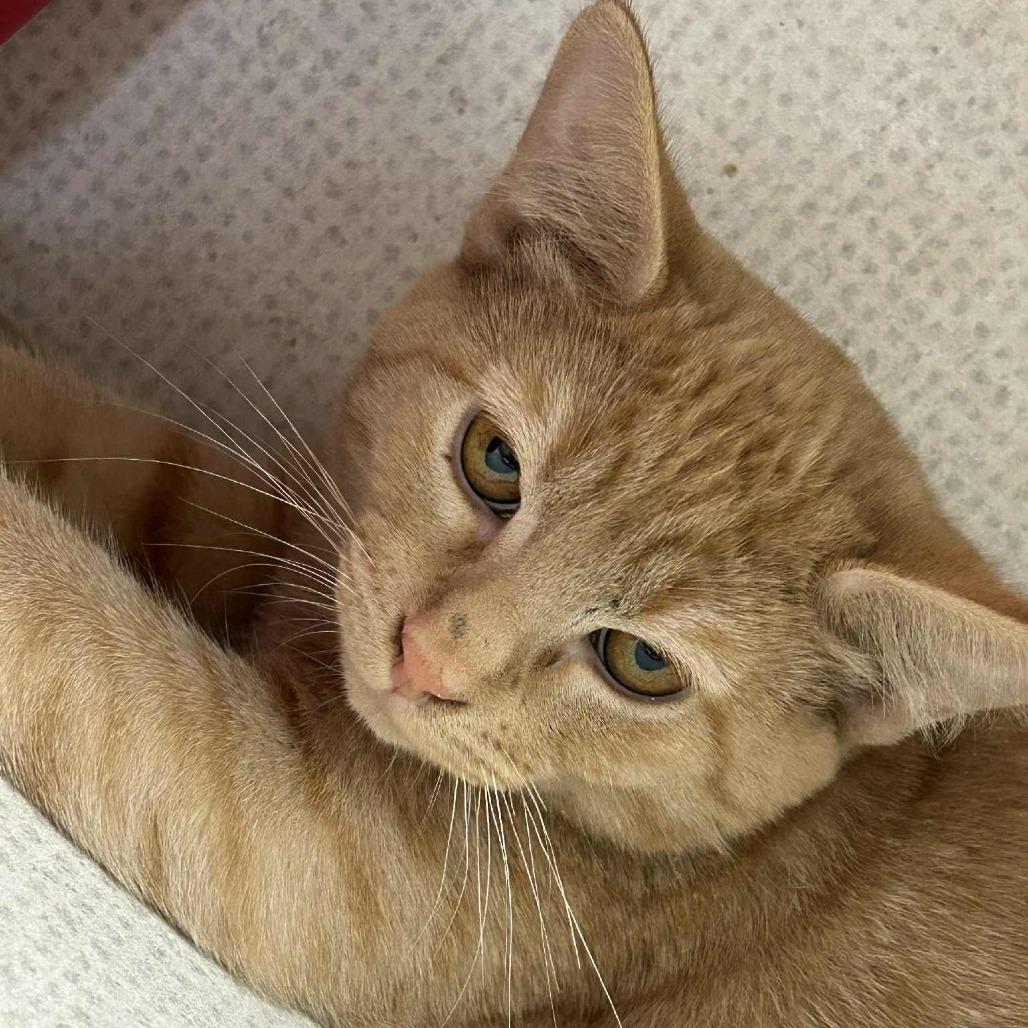 Enlarge Napoleon Dynamite, a Adoptable Domestic Short Hair in Graham, TX image 3/5