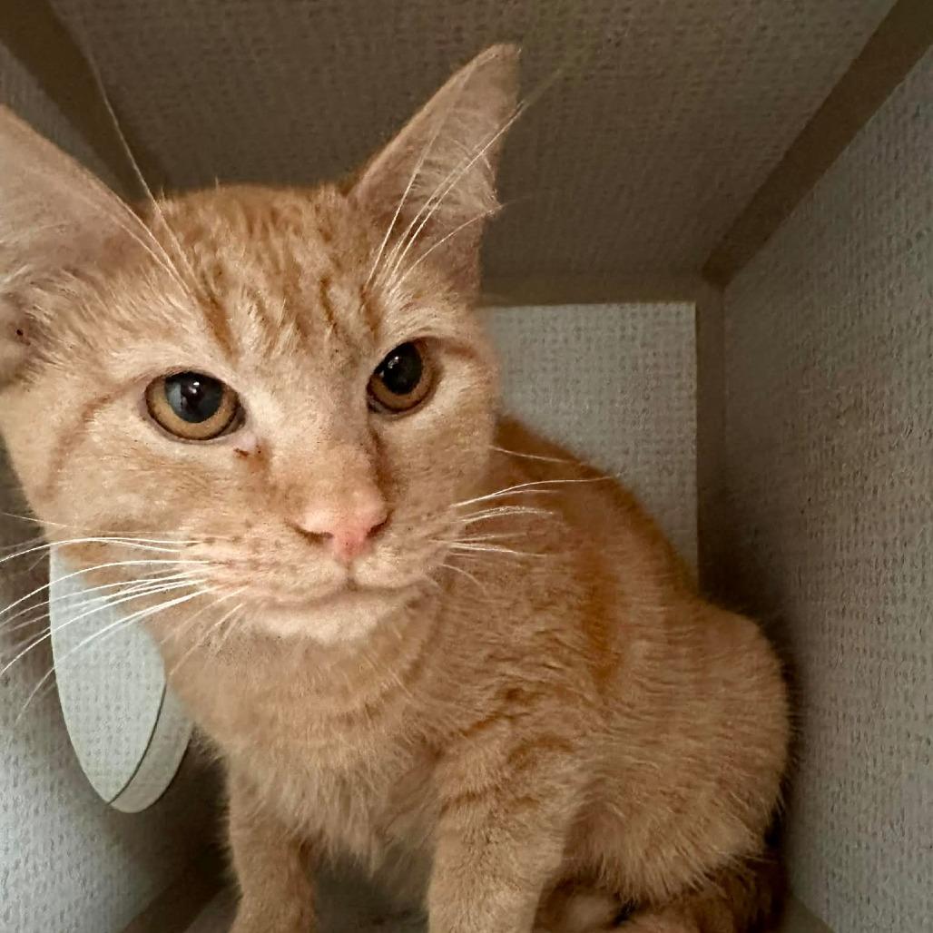 Napoleon Dynamite, Adoptable, Young Male Domestic Short Hair.