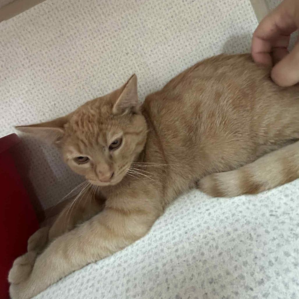 Enlarge Napoleon Dynamite, a Adoptable Domestic Short Hair in Graham, TX image 2/5