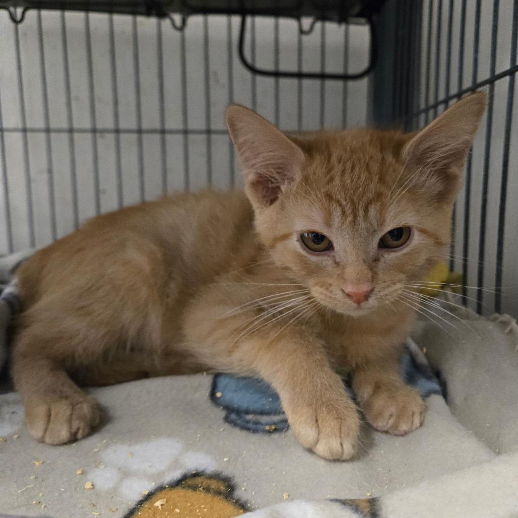 Enlarge Napoleon Dynamite, a Adoptable Domestic Short Hair in Graham, TX image 5/5