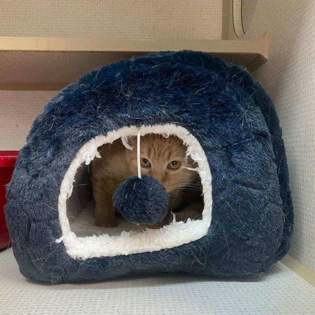 Enlarge Napoleon Dynamite, a Adoptable Domestic Short Hair in Graham, TX image 2/6