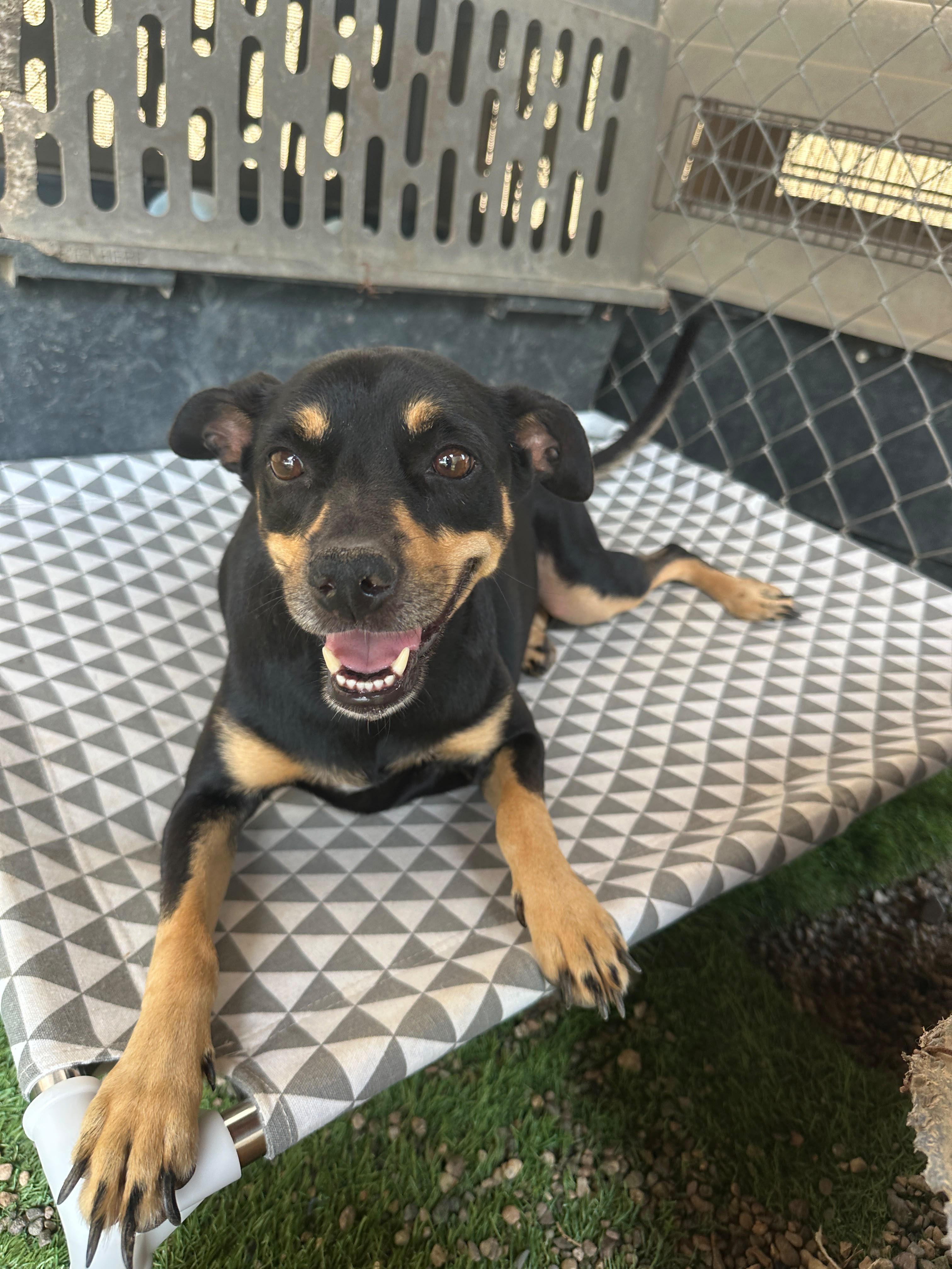 Enlarge Negrita, a Adoptable mixed breed in Vancouver, BC image 5/6