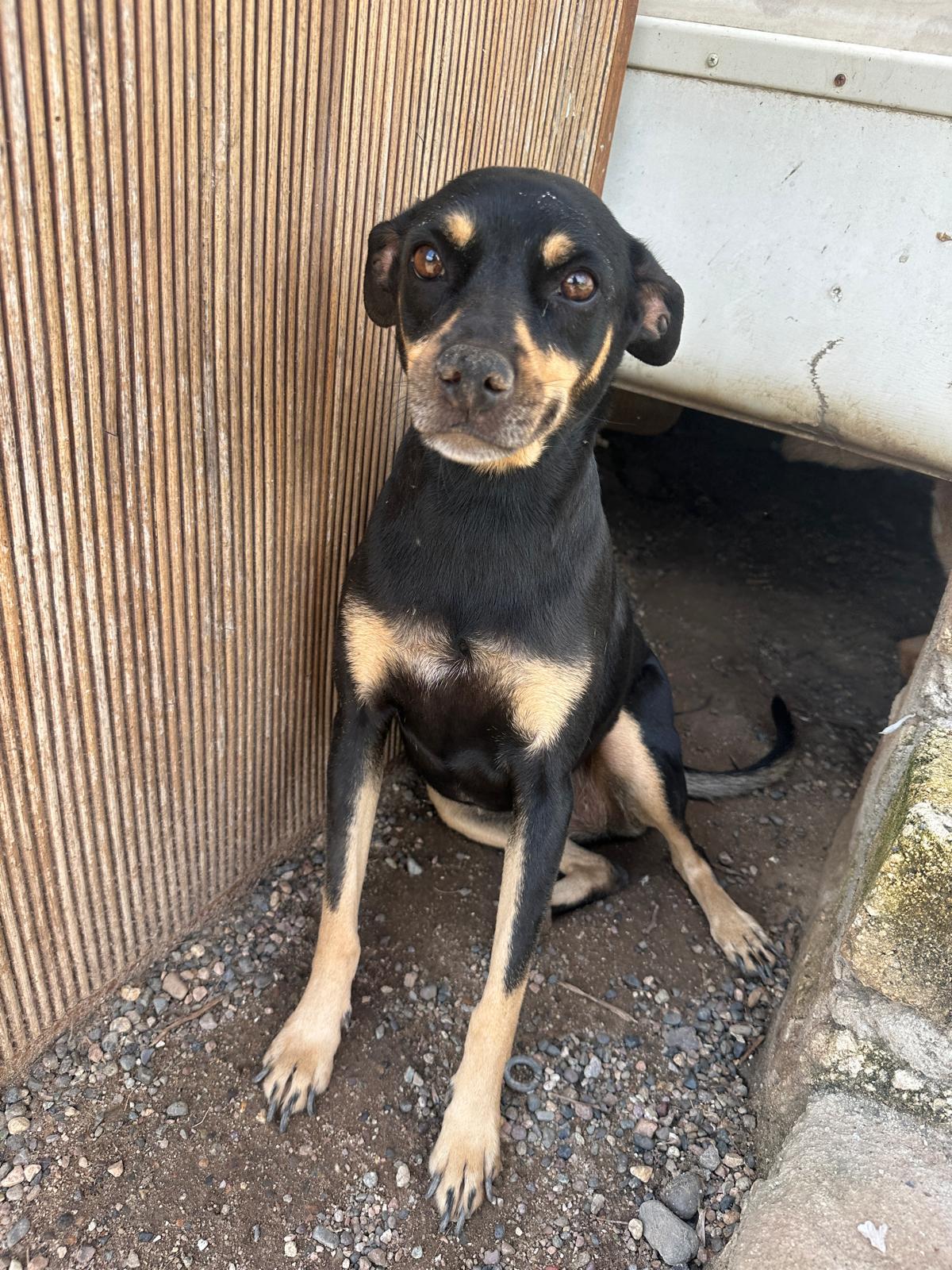 Enlarge Negrita, a Adoptable mixed breed in Vancouver, BC image 3/6