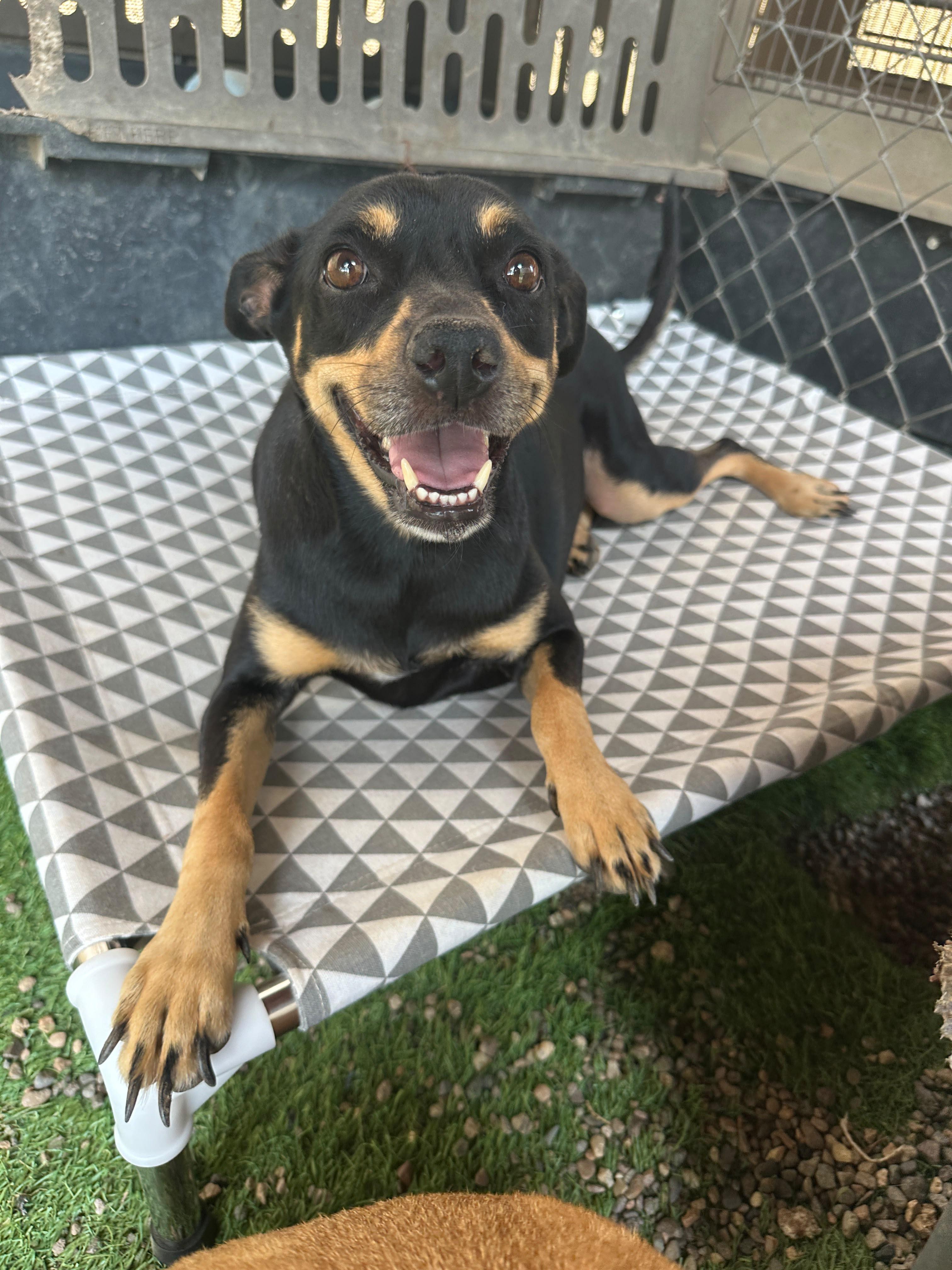 Enlarge Negrita, a Adoptable mixed breed in Vancouver, BC image 2/6
