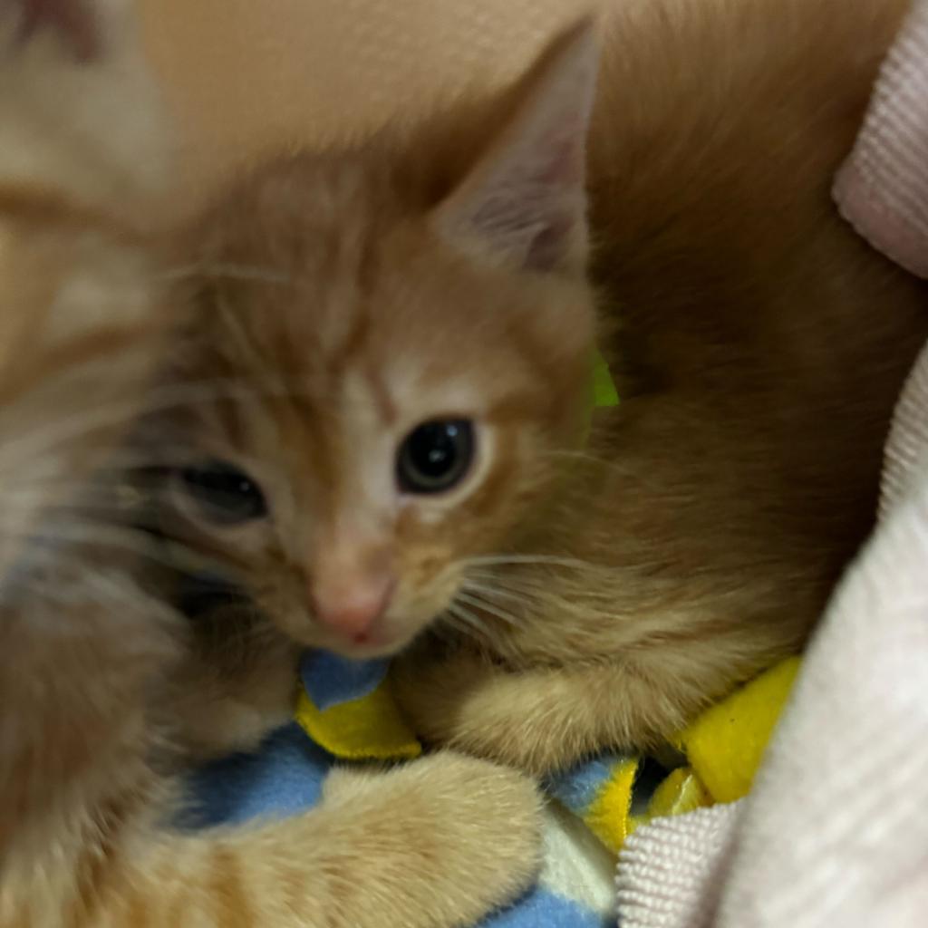 Enlarge Theodore, a Adoptable Domestic Short Hair in Hanna City, IL image 1/2