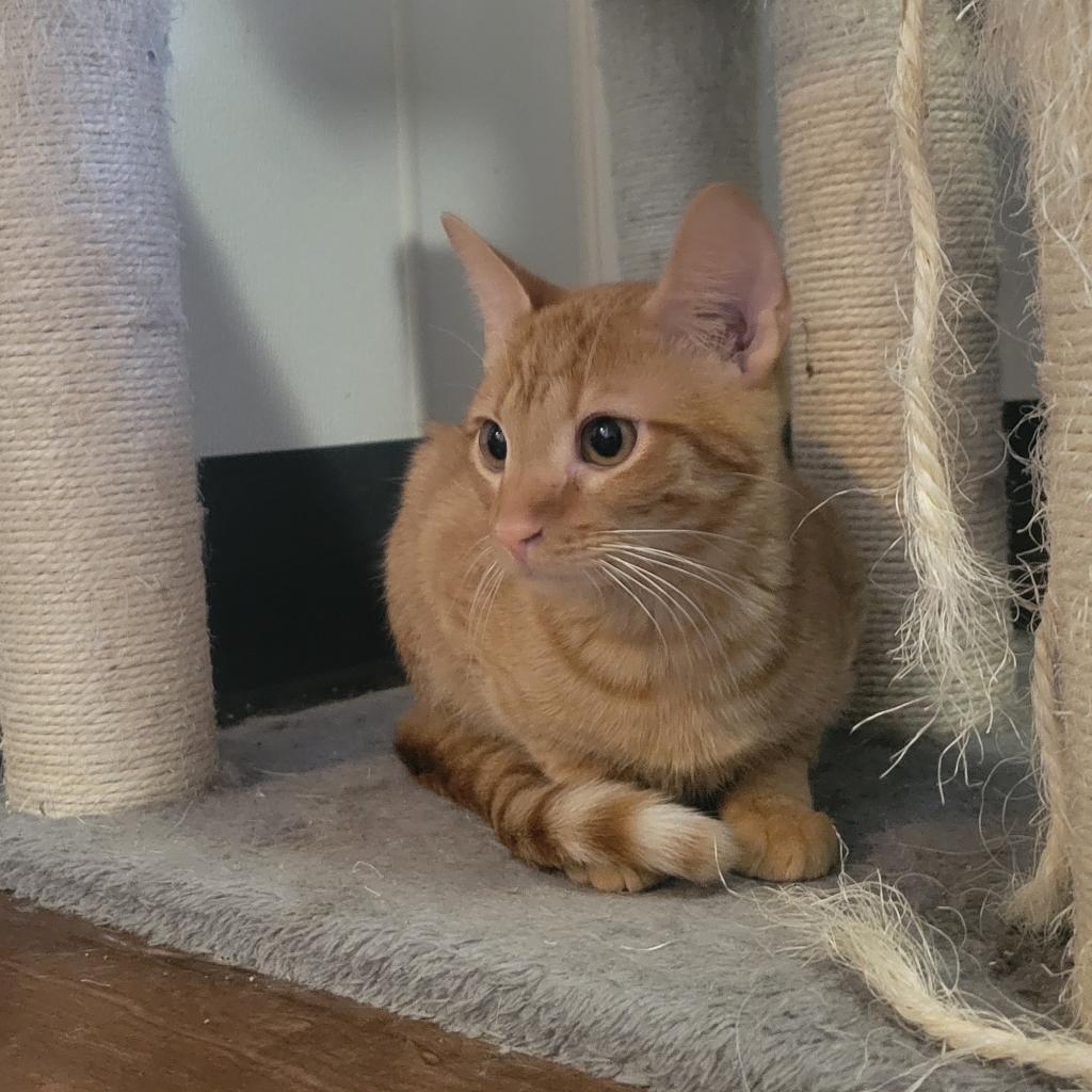 Enlarge Theodore, a Adoptable Domestic Short Hair in Hanna City, IL image 2/2