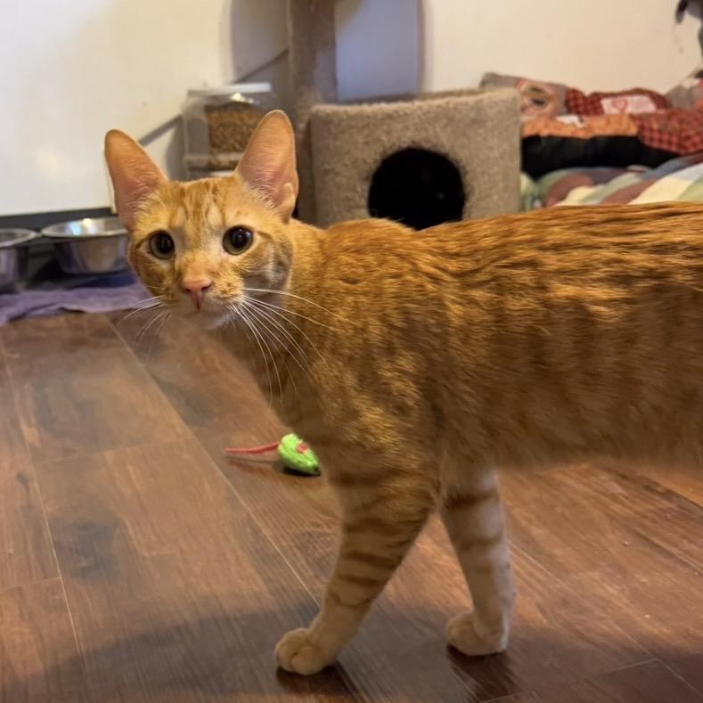 Enlarge Theodore, a Adoptable Domestic Short Hair in Hanna City, IL image 3/3