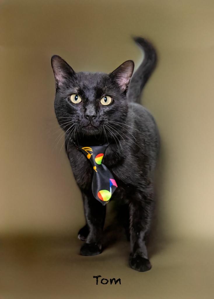 Tom, a Adoptable mixed breed in Hot Springs Village, AR image 1/2