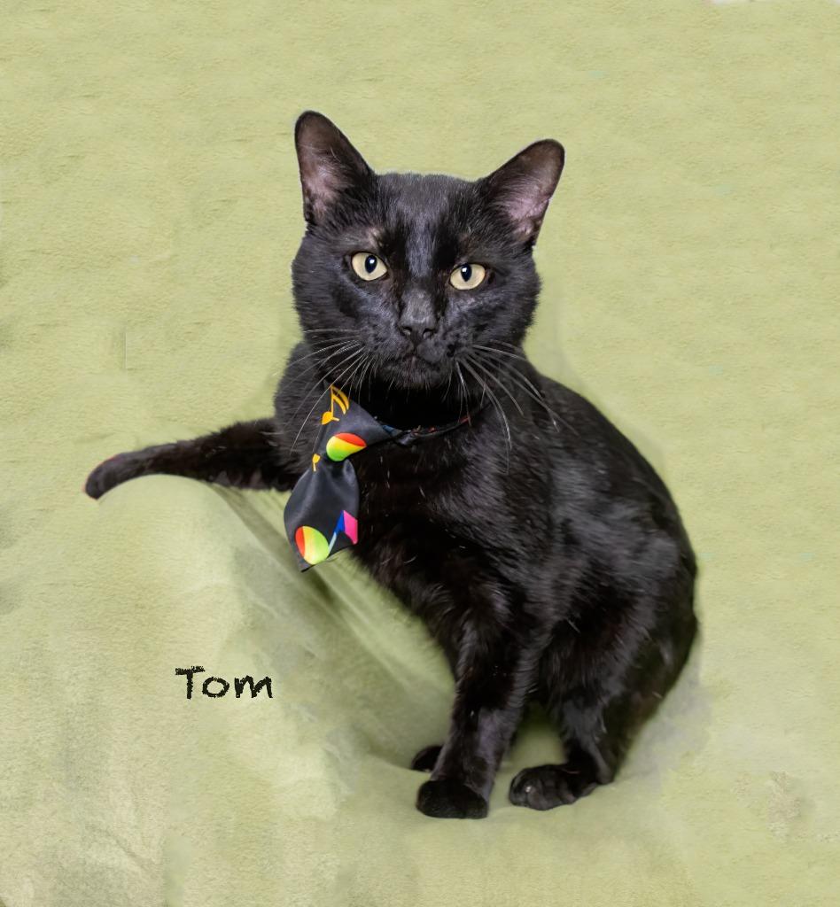 Tom, a Adoptable mixed breed in Hot Springs Village, AR image 2/2