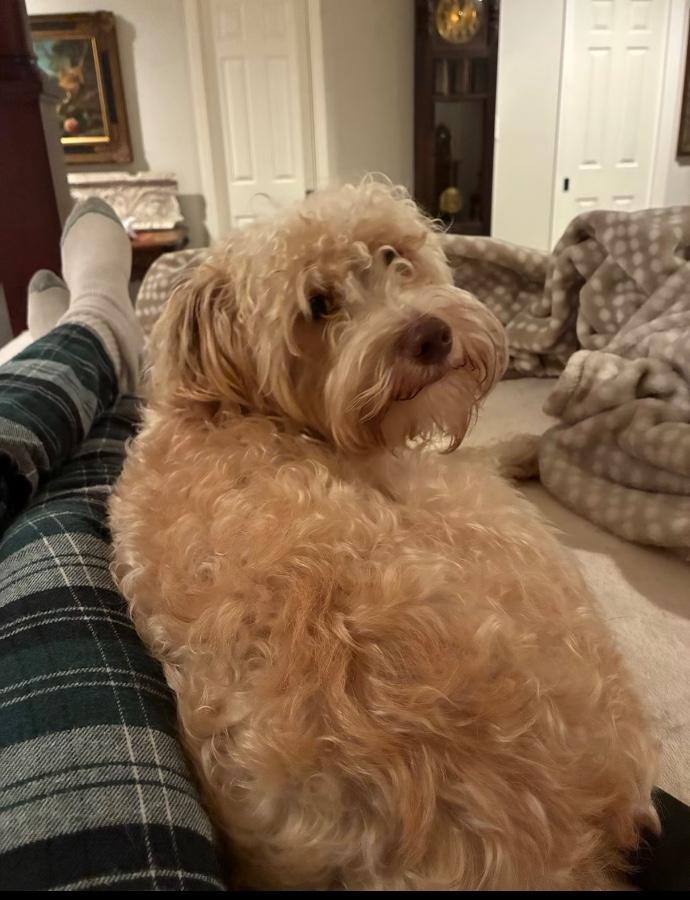 Ralphie, Adopted, Young Male Miniature Schnauzer & Miniature Poodle.
