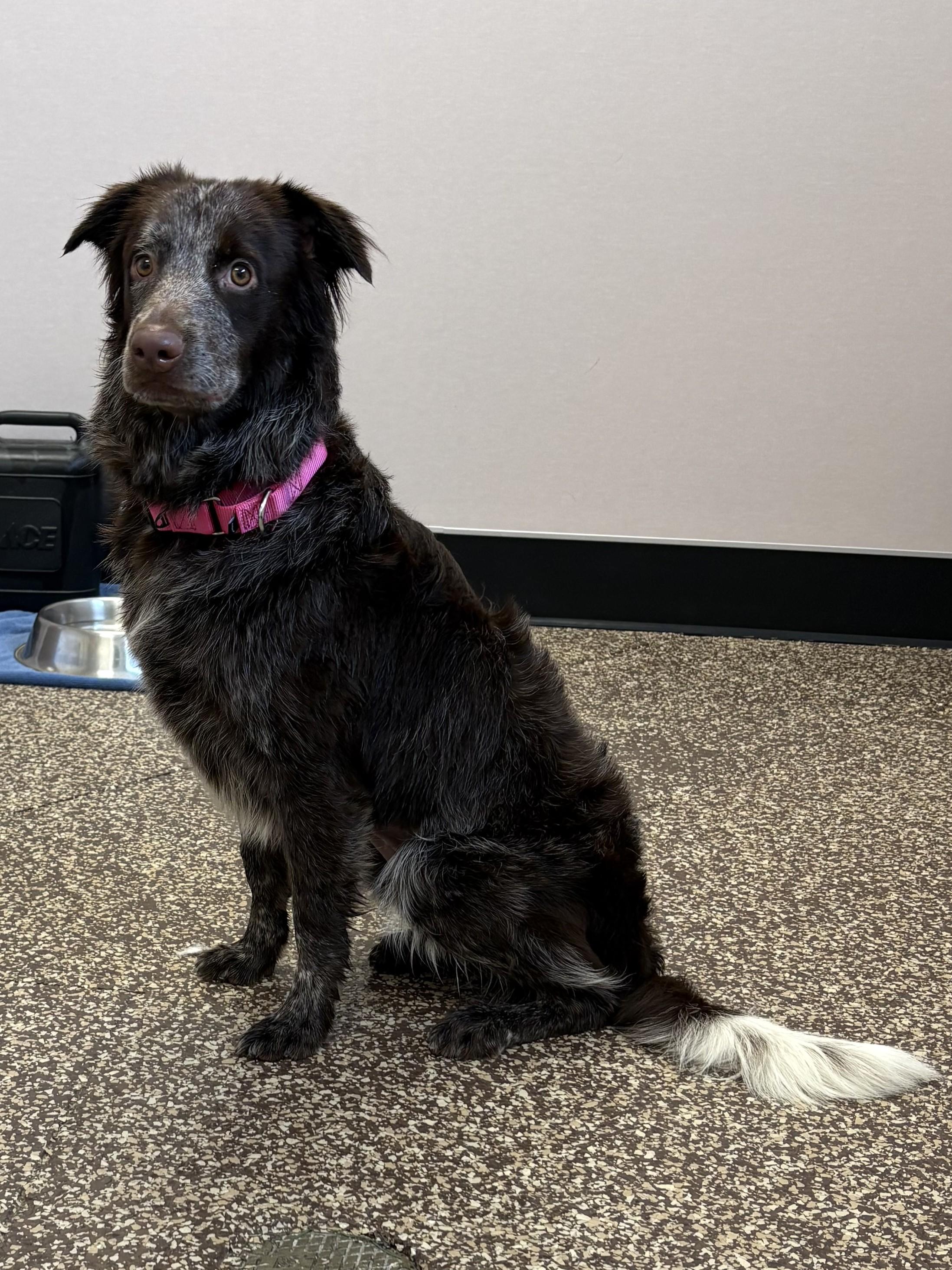 Enlarge Daisy, a Adoptable mixed breed in Mesquite, NV image 2/2