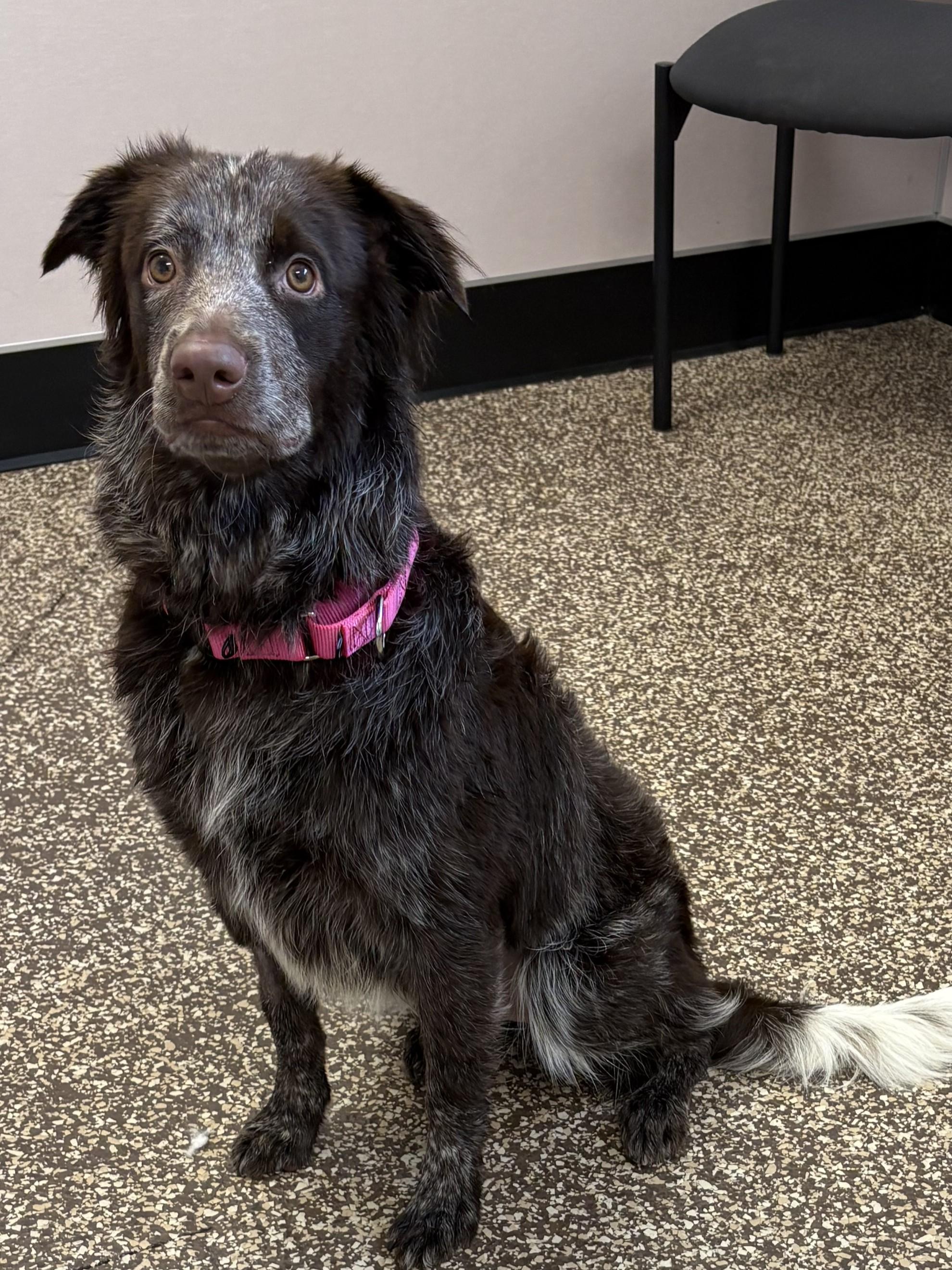 Enlarge Daisy, a Adoptable mixed breed in Mesquite, NV image 1/2