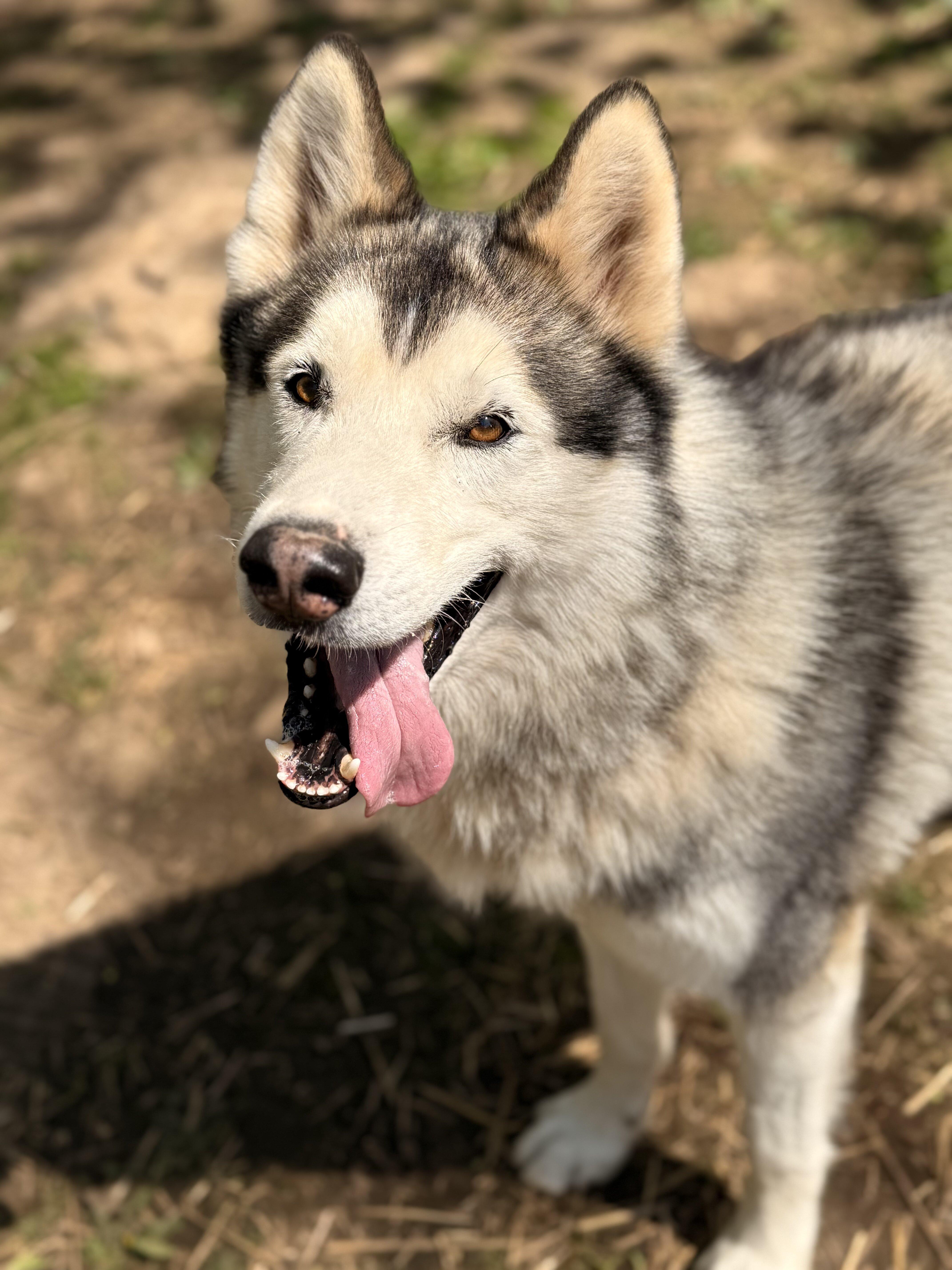 Haze, Adoptable, Adult Male Alaskan Malamute.