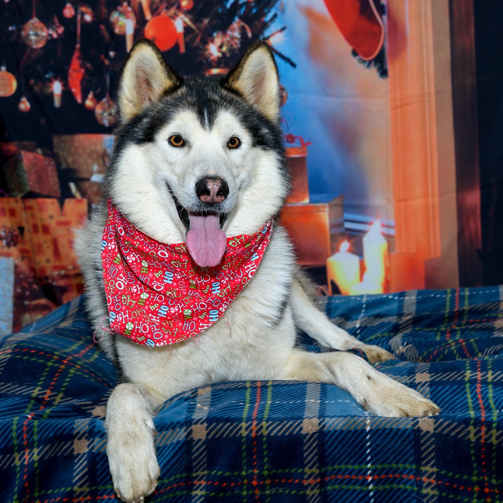 Haze, a Adoptable Alaskan Malamute in Addison, ON image 4/4