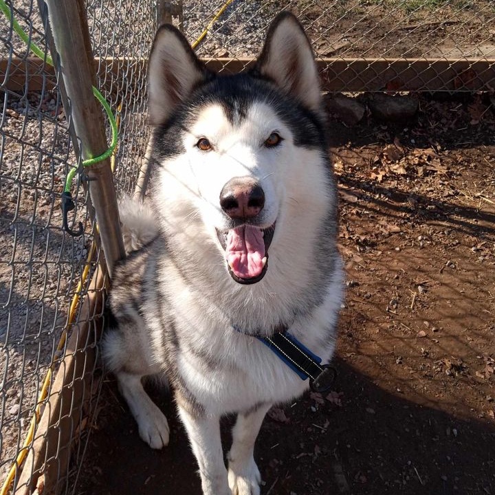 Haze, a Adoptable Alaskan Malamute in Addison, ON image 2/4