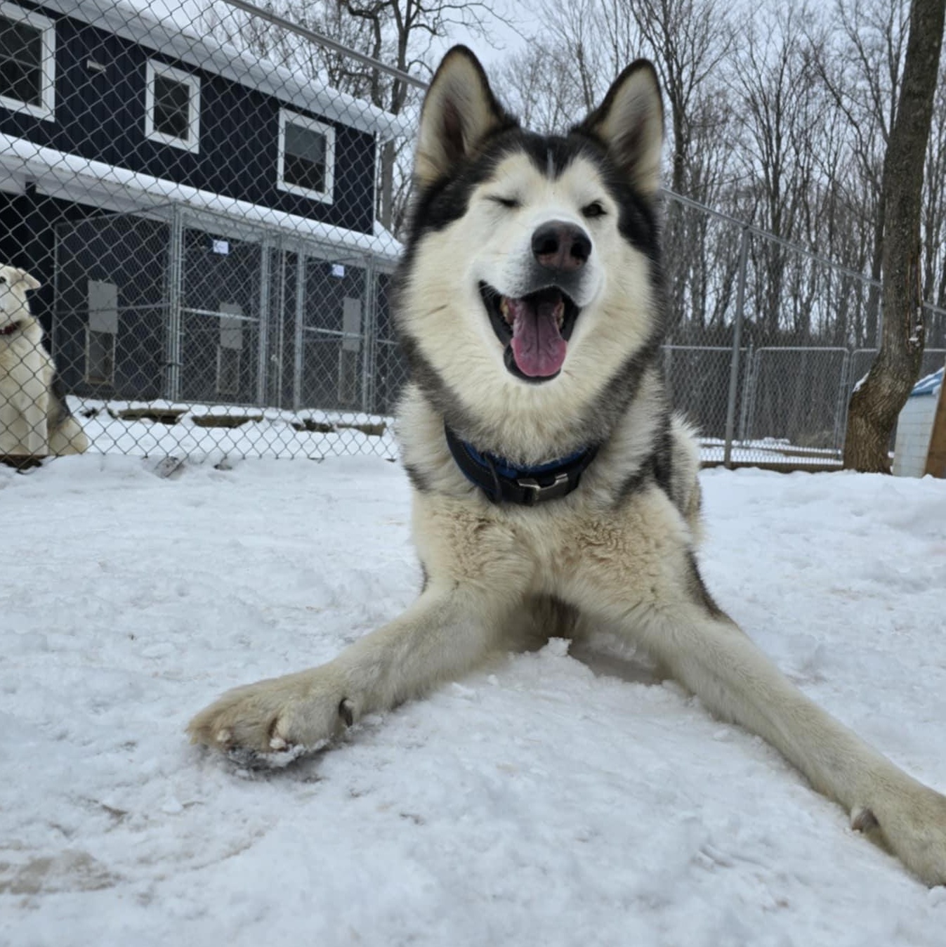 Haze, a Adoptable Alaskan Malamute in Addison, ON image 3/4