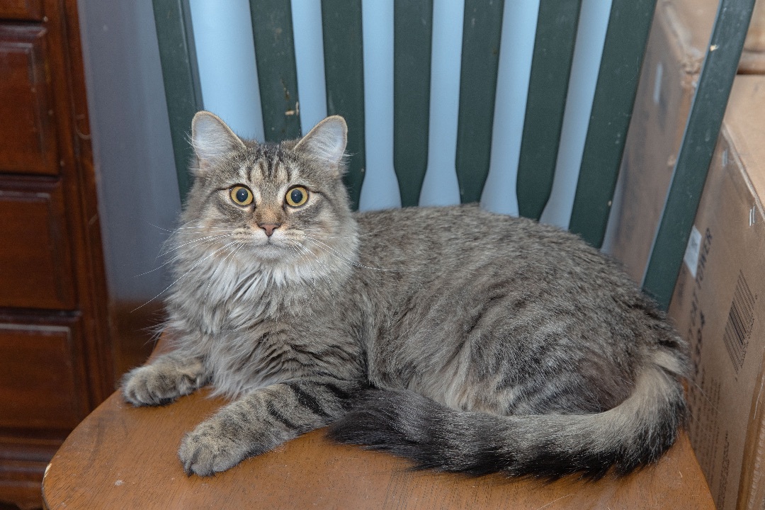 Enlarge Sugar, a Adoptable Maine Coon in Chicago, IL image 1/3