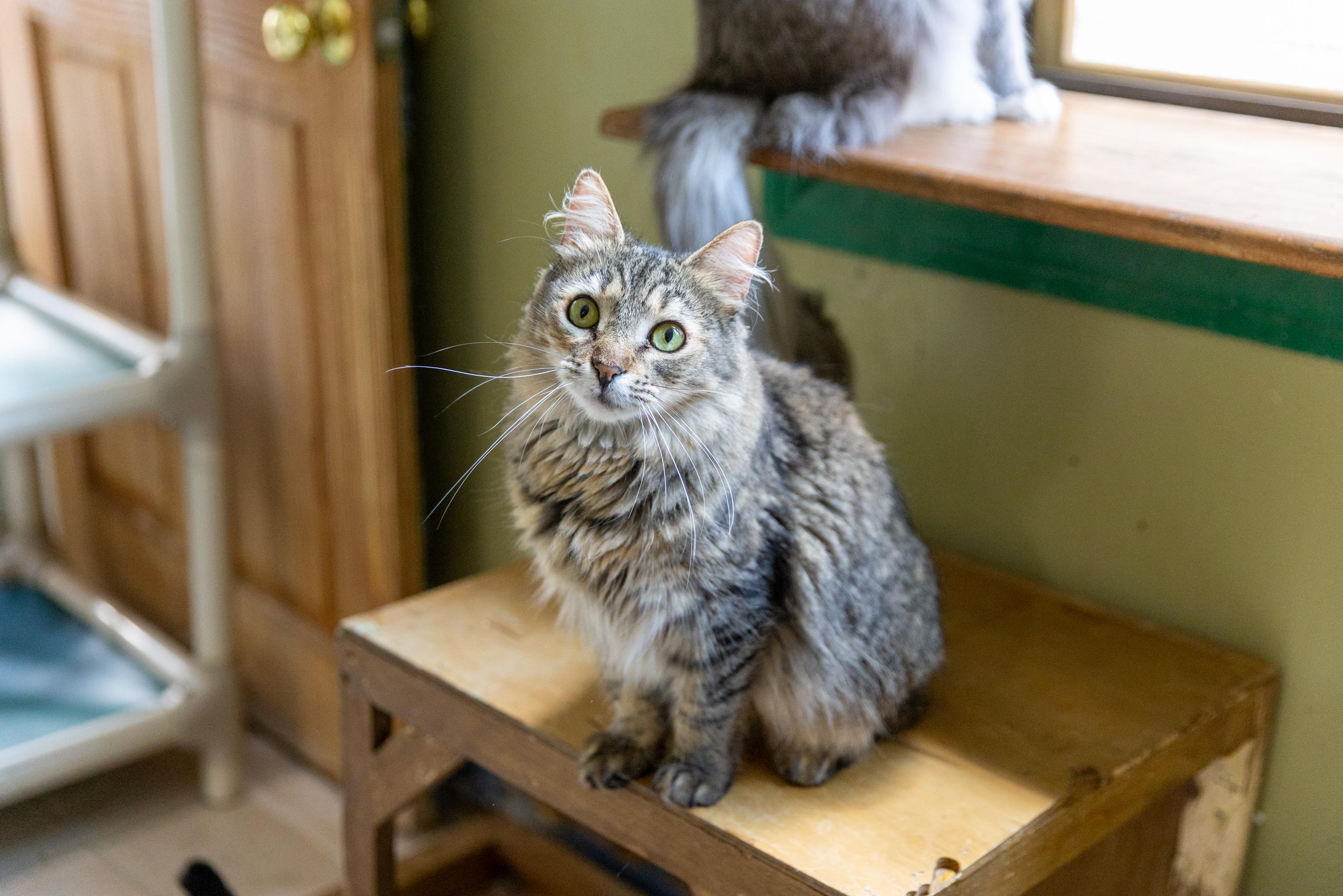 Enlarge Sugar, a Adoptable Maine Coon in Chicago, IL image 2/3