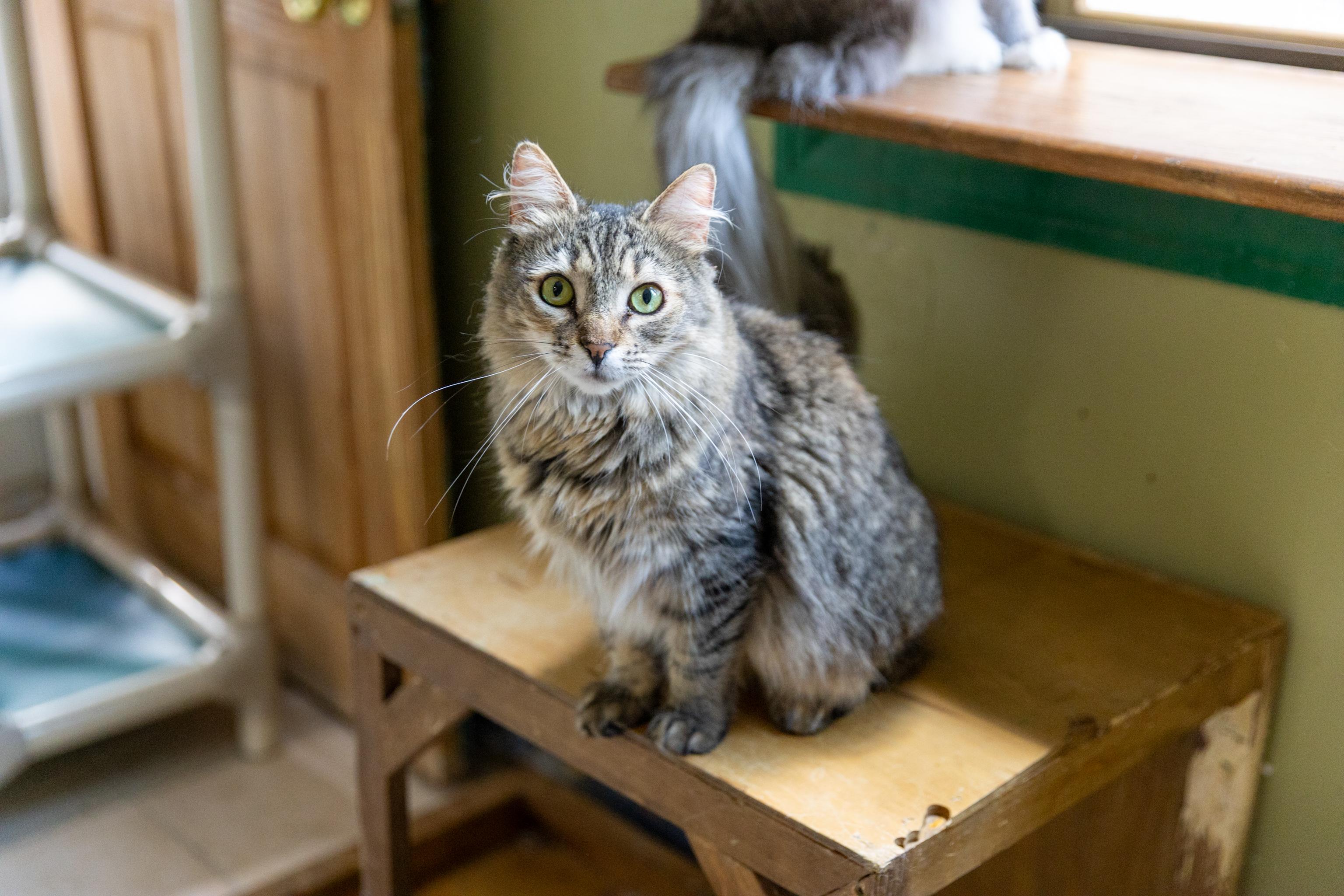 Enlarge Sugar, a Adoptable Maine Coon in Chicago, IL image 3/3