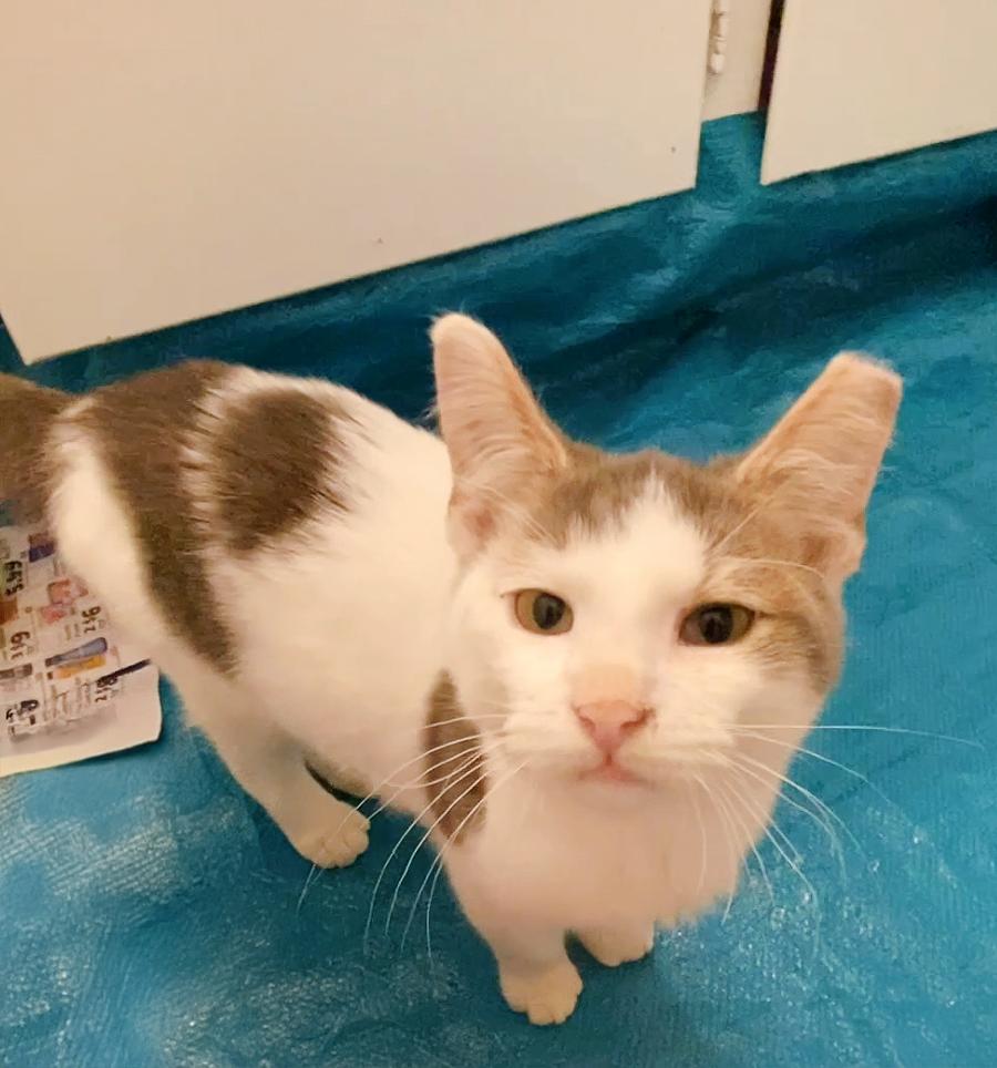 Enlarge Taffy, a ADOPTABLE Domestic Short Hair in Durham, NC image 4/5