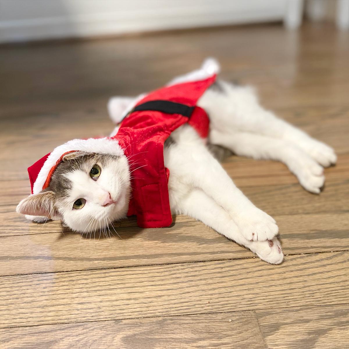 Enlarge Taffy, a ADOPTABLE Domestic Short Hair in Durham, NC image 5/6