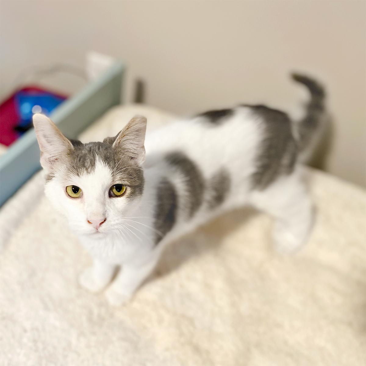 Enlarge Taffy, a ADOPTABLE Domestic Short Hair in Durham, NC image 4/6