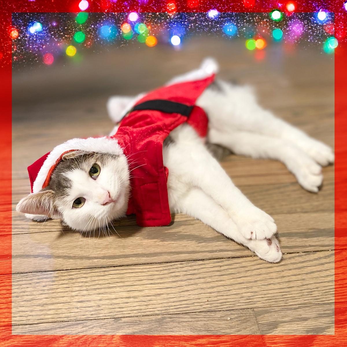 Enlarge Taffy, a ADOPTABLE Domestic Short Hair in Durham, NC image 1/5