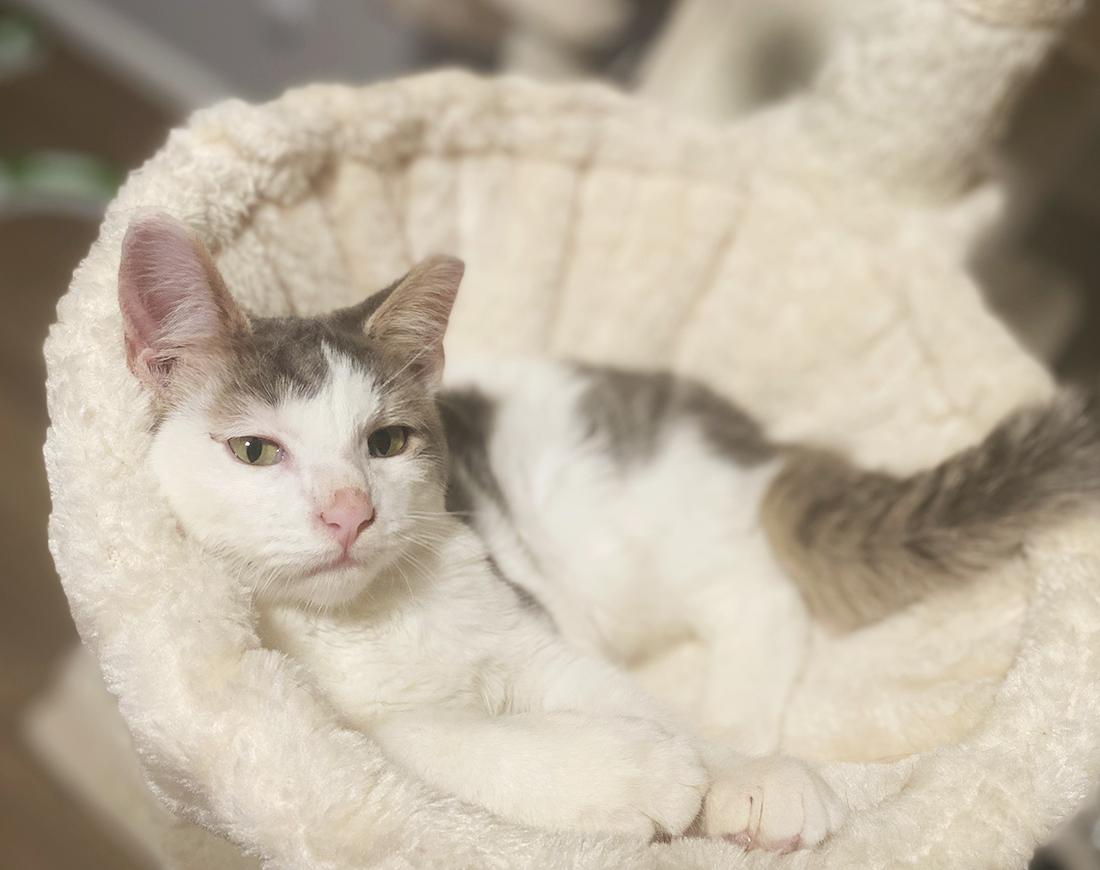 Enlarge Taffy, a ADOPTABLE Domestic Short Hair in Durham, NC image 2/5