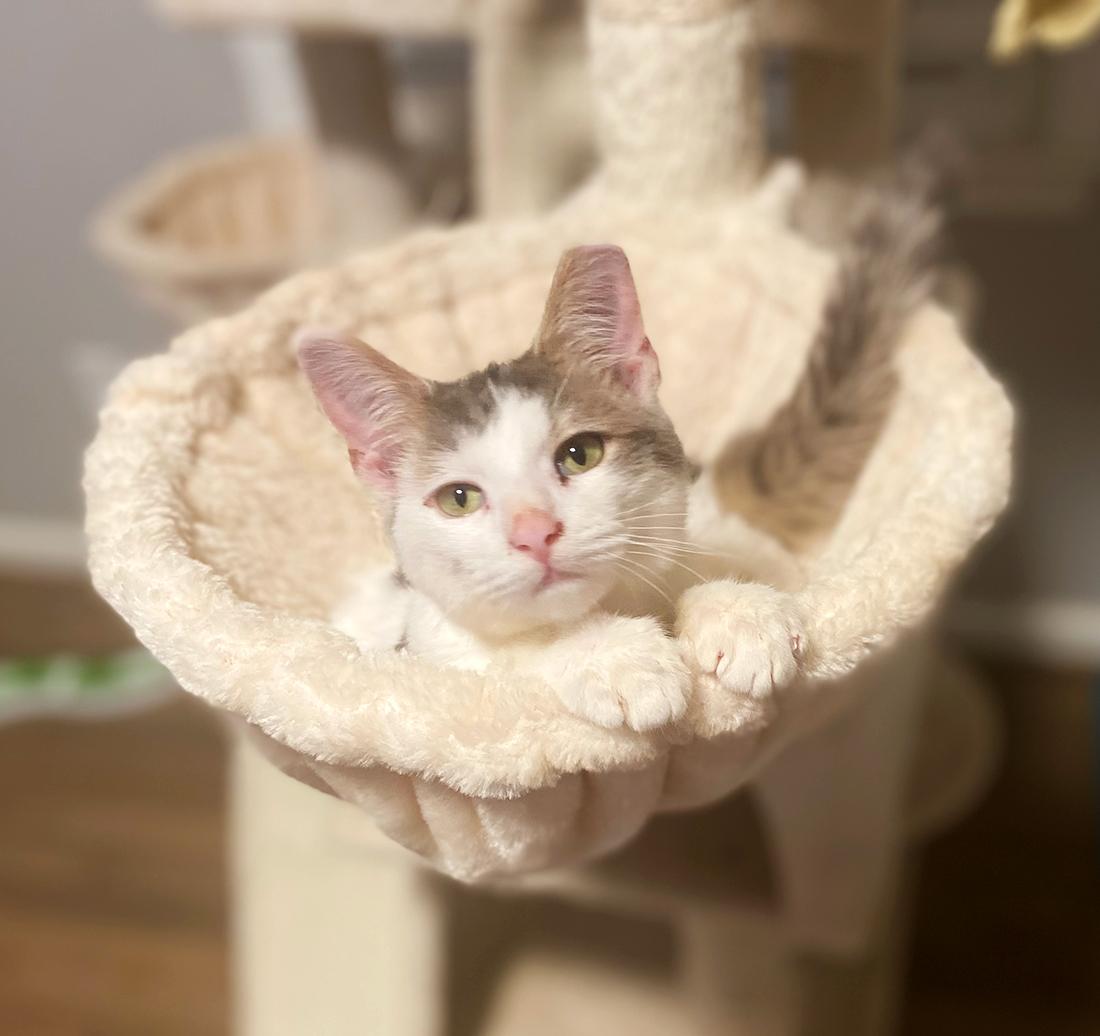 Enlarge Taffy, a ADOPTABLE Domestic Short Hair in Durham, NC image 3/5