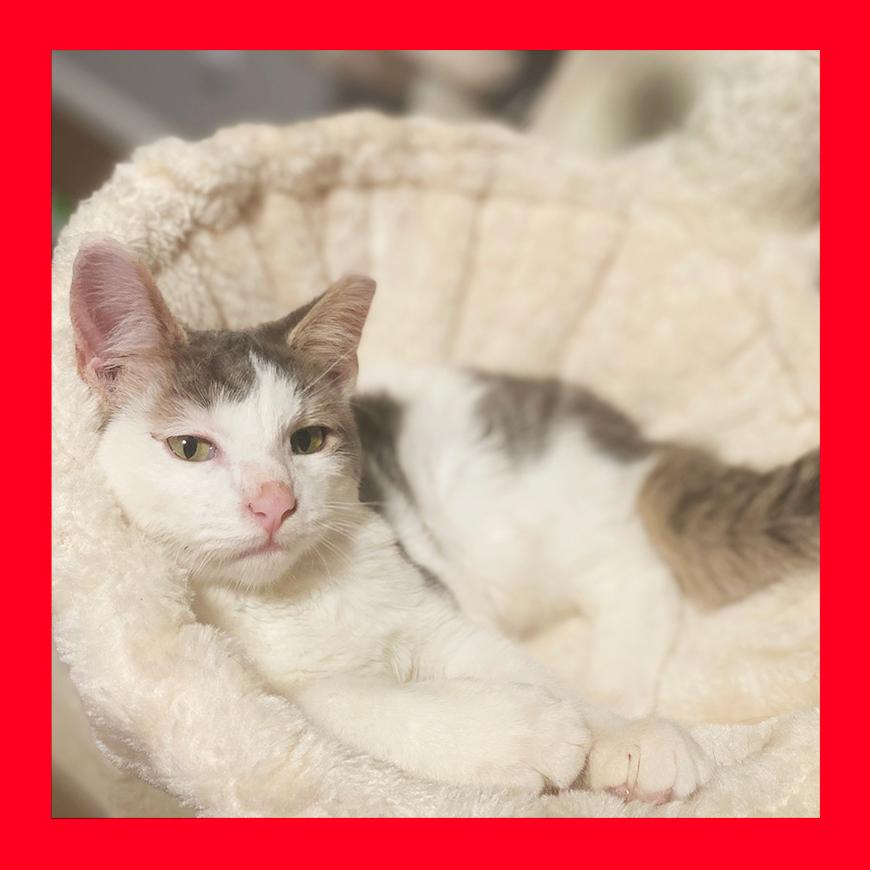 Enlarge Taffy, a ADOPTABLE Domestic Short Hair in Durham, NC image 1/6