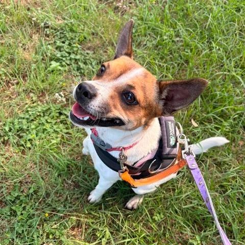 Enlarge Rockette, a ADOPTABLE mixed breed in Marble Falls, TX image 1/2