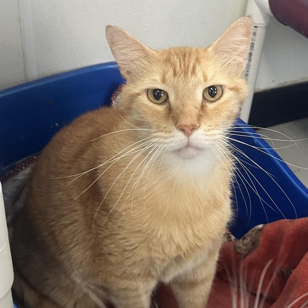 Cheeto — thumbnail 2