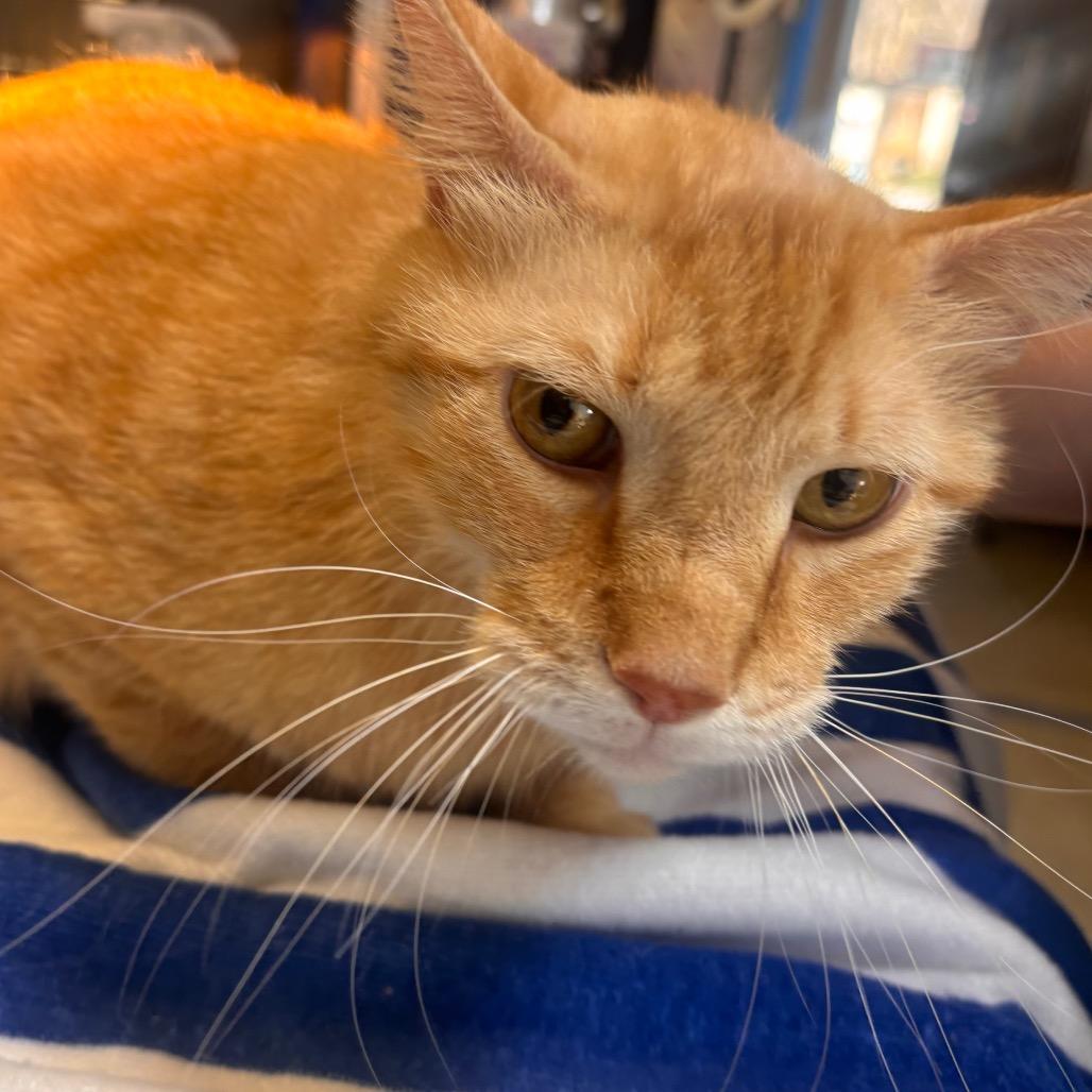 Cheeto — thumbnail 3