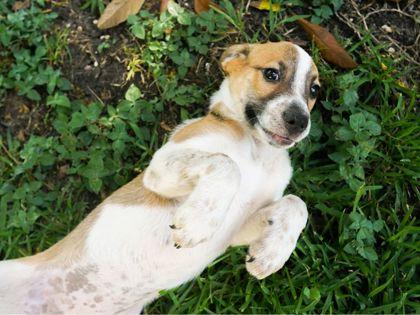Trinity, an adopted mixed breed in San Antonio, TX image 1/3