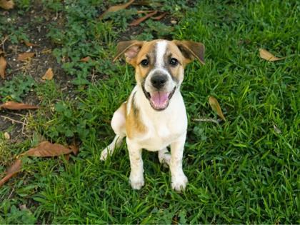 Trinity, an adopted mixed breed in San Antonio, TX image 2/3
