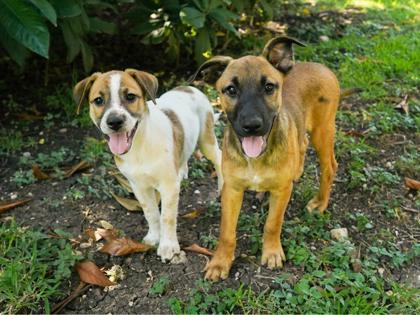 Trinity, an adopted mixed breed in San Antonio, TX image 3/3